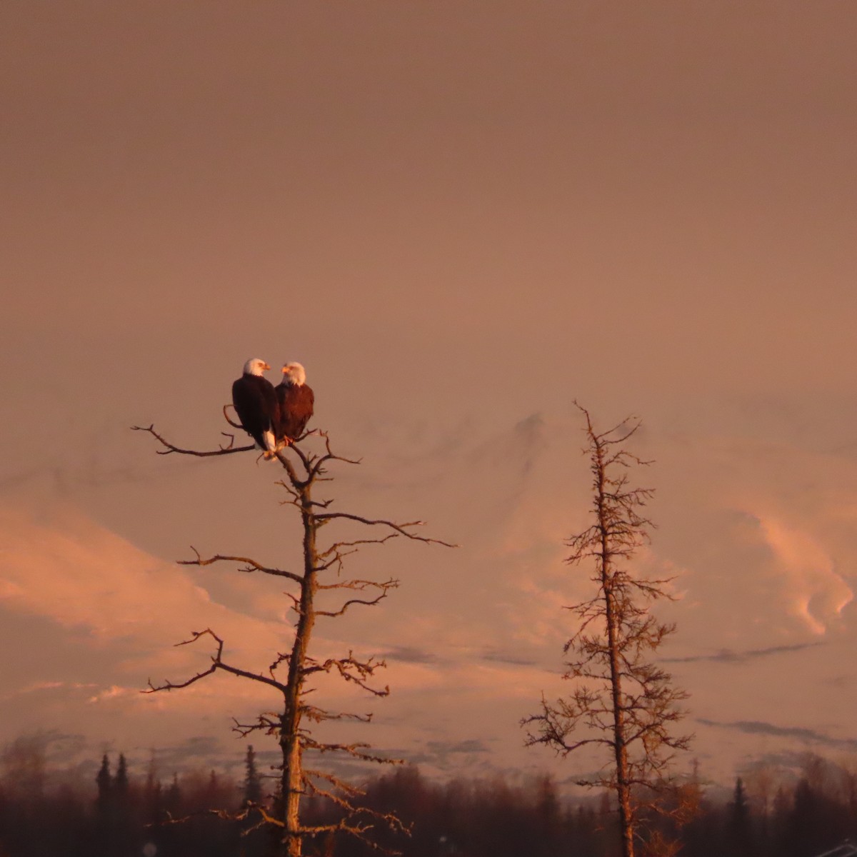 Орлан білоголовий - ML644793644