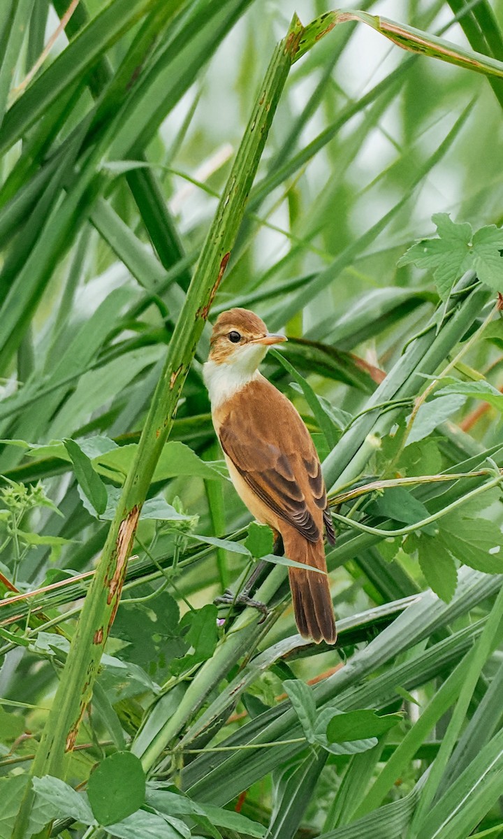 Восточная дроздовидная камышевка - ML644793649