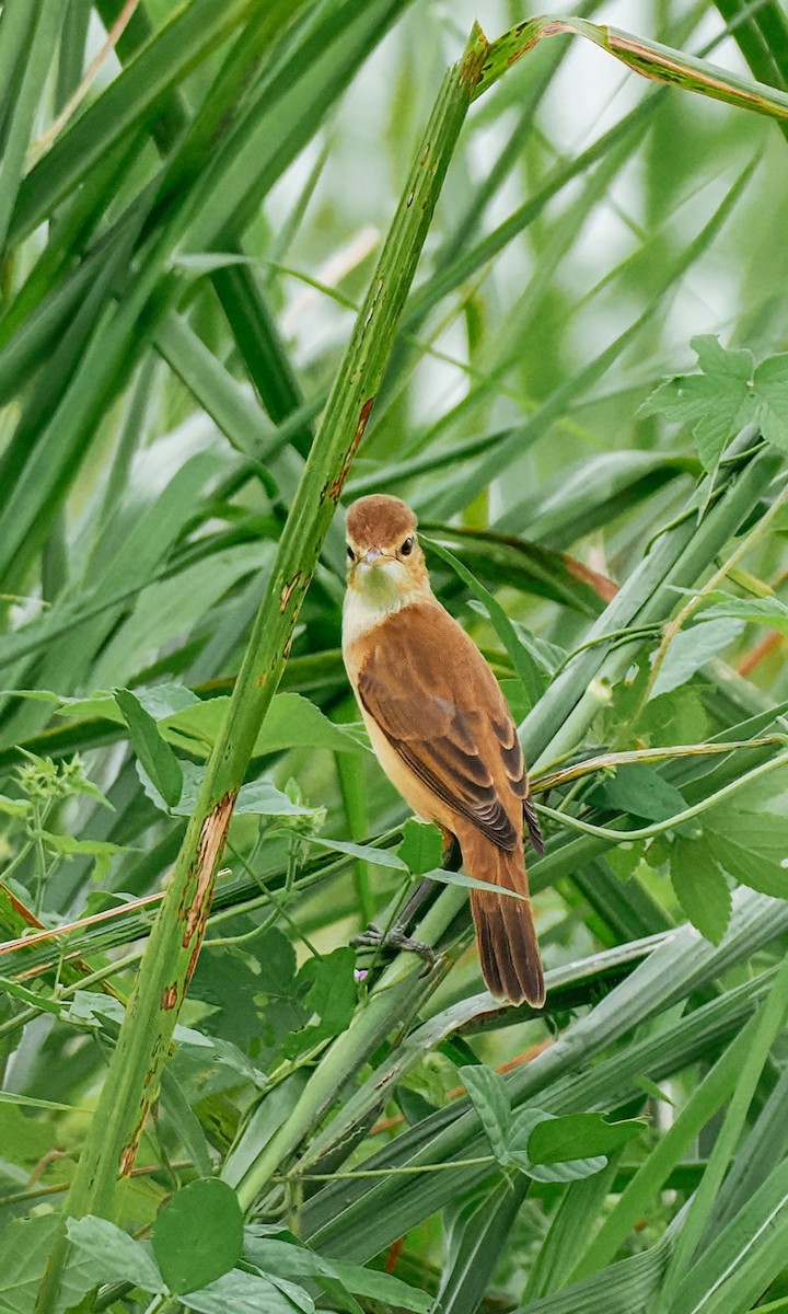 Восточная дроздовидная камышевка - ML644793650