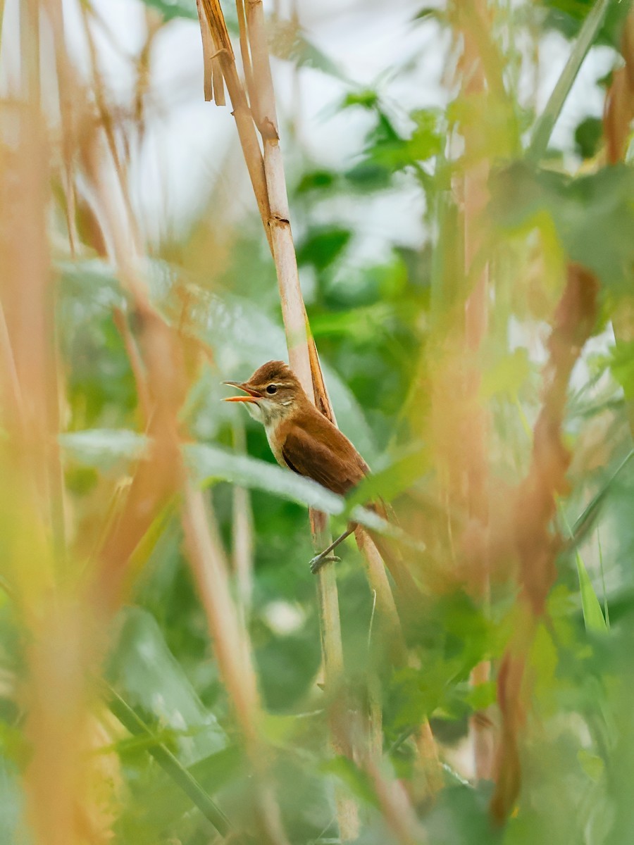 Восточная дроздовидная камышевка - ML644793651
