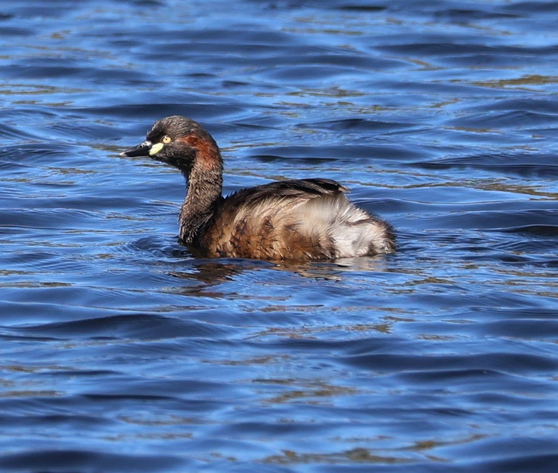 Australasian Grebe - ML644793653
