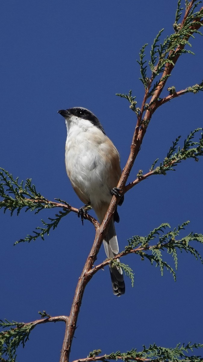 Тибетский сорокопут - ML644793701