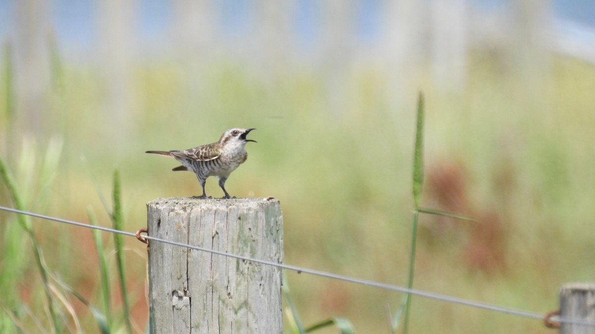Horsfield's Bronze-Cuckoo - ML644793708