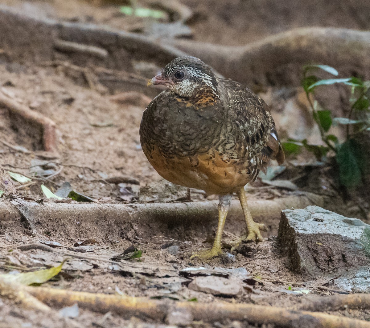 Scaly-breasted Partridge - ML644793712