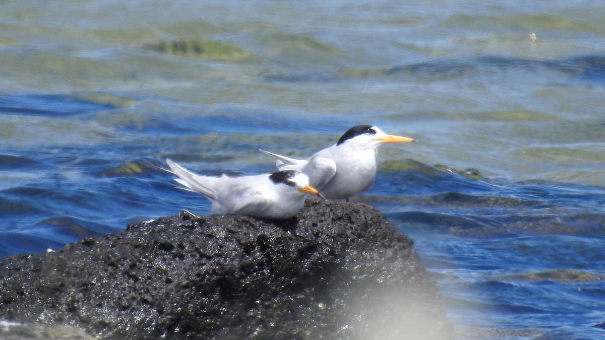 Australian Fairy Tern - ML644793718