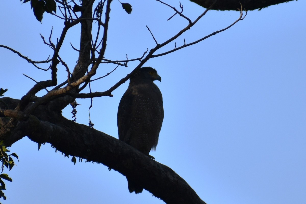 Haubenschlangenadler - ML644793728