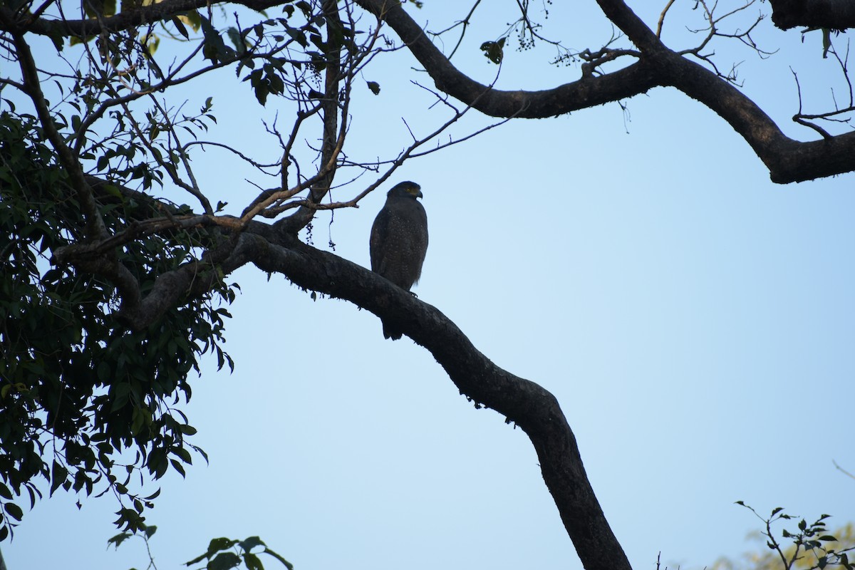 Haubenschlangenadler - ML644793729