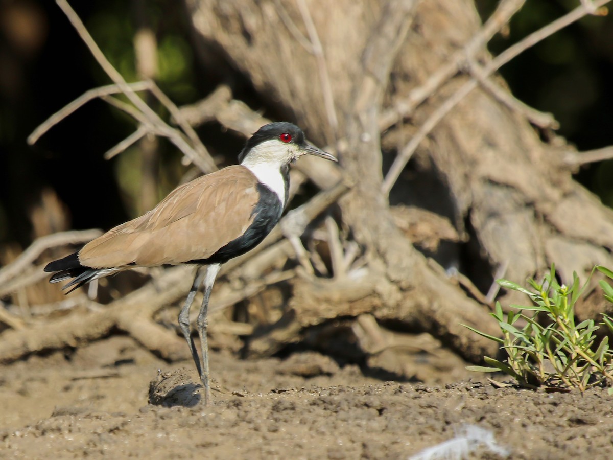 Vanneau à éperons - ML644793732