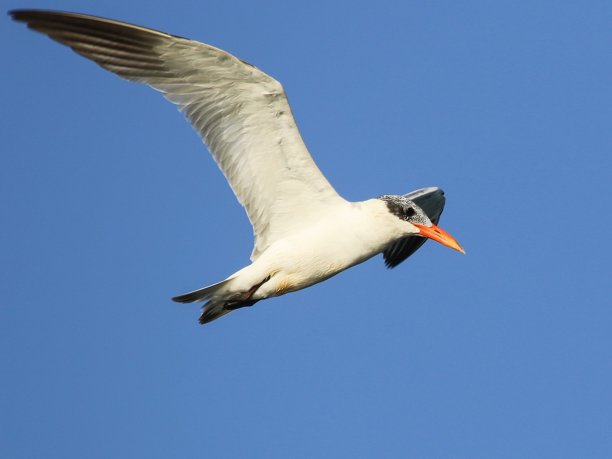 Caspian Tern - ML644793750