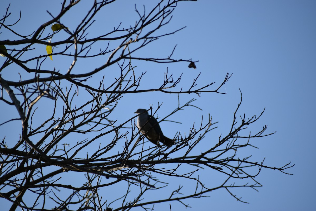 Green Imperial-Pigeon - ML644793752