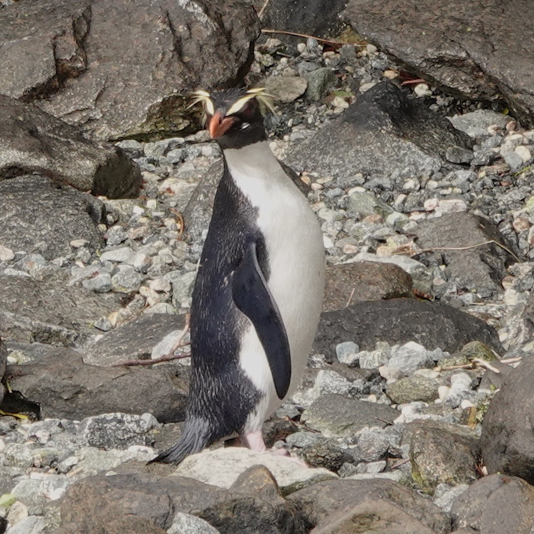 Fiordland Penguin - ML644793753