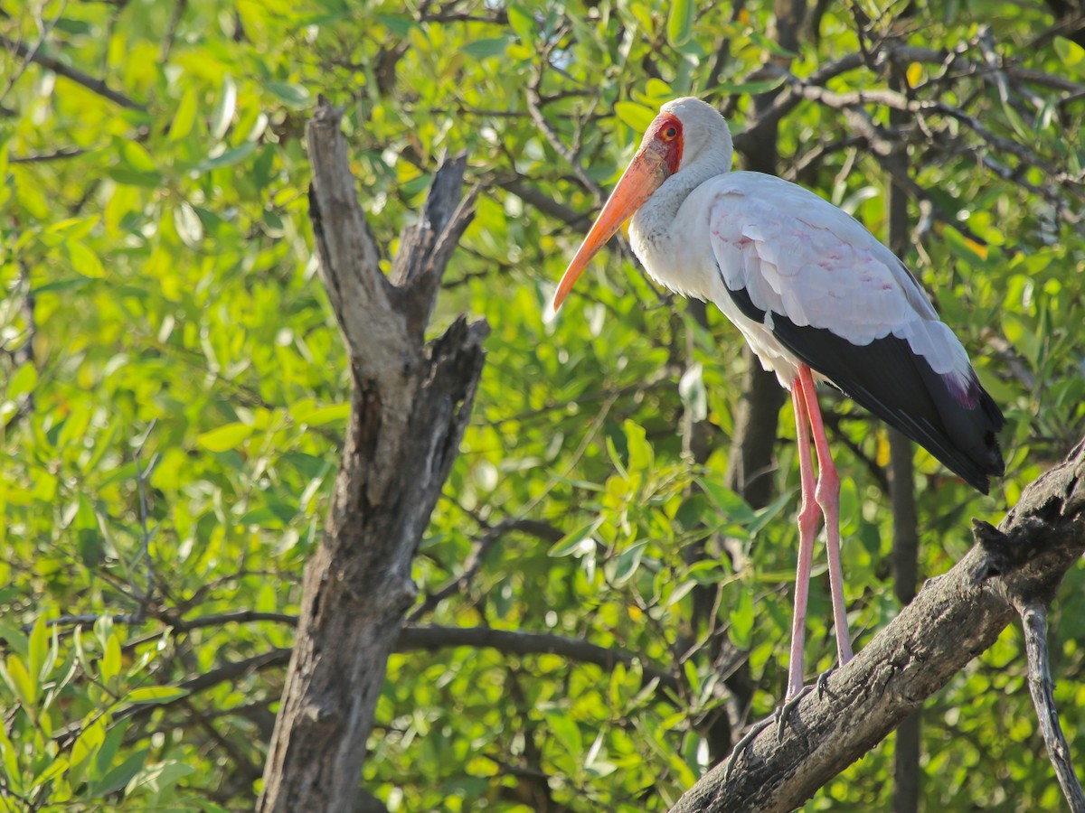 nesyt africký - ML644793754