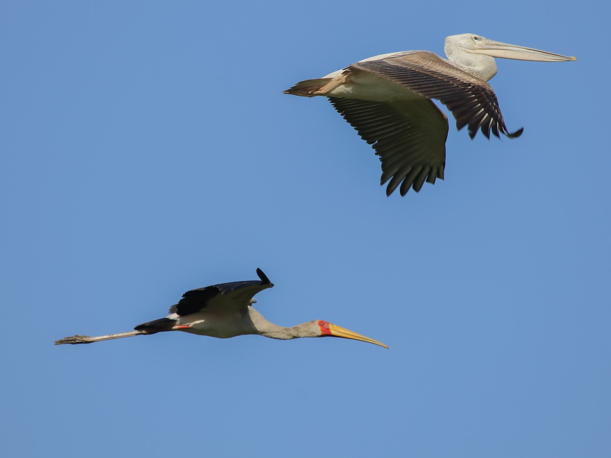 nesyt africký - ML644793756