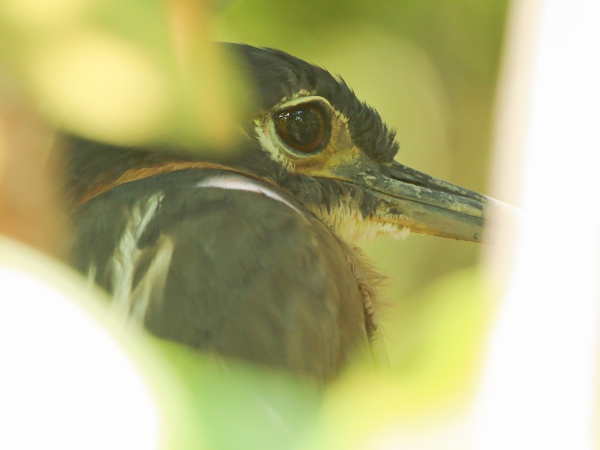 White-backed Night Heron - ML644793764