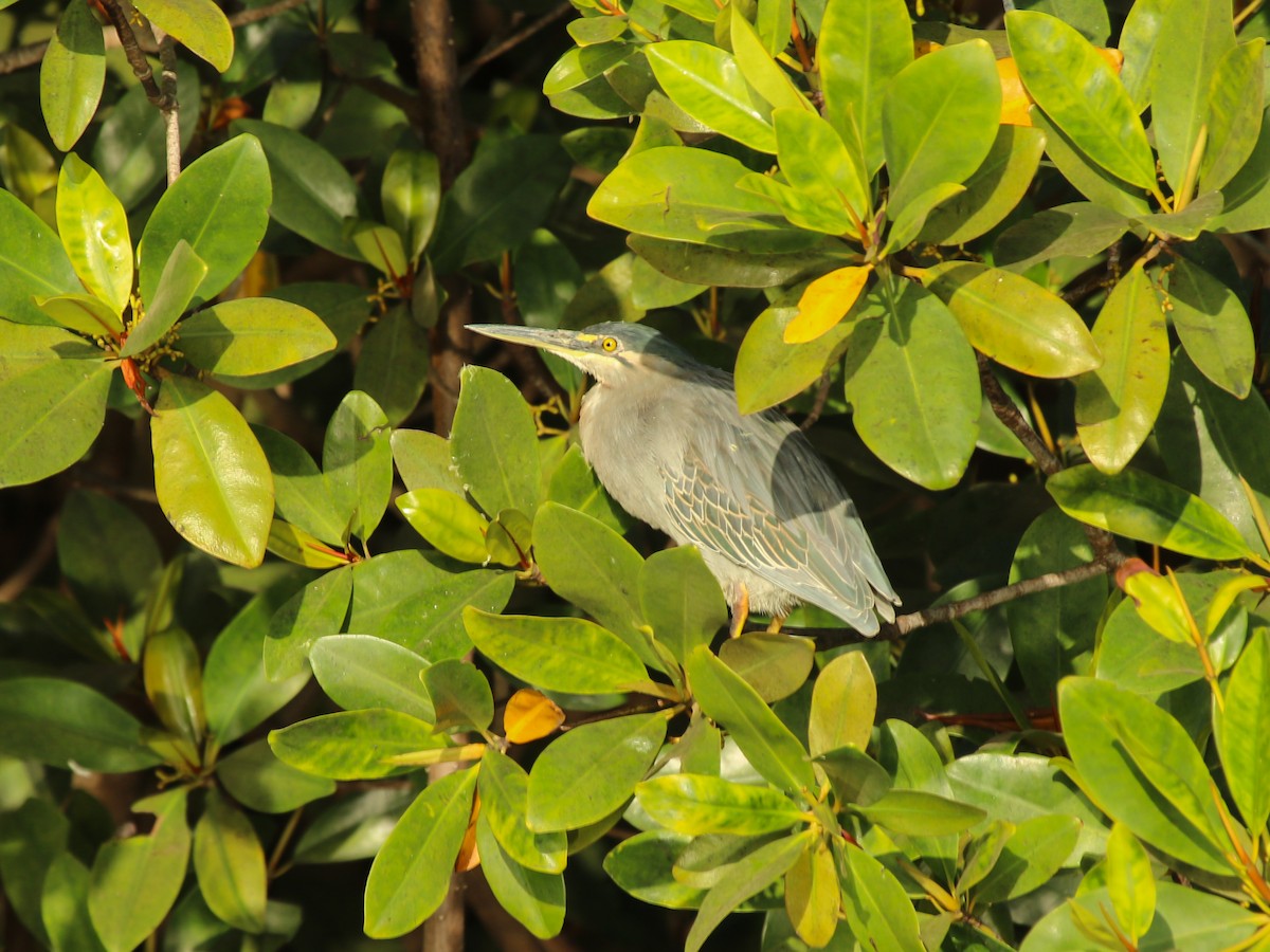 Little Heron - ML644793766