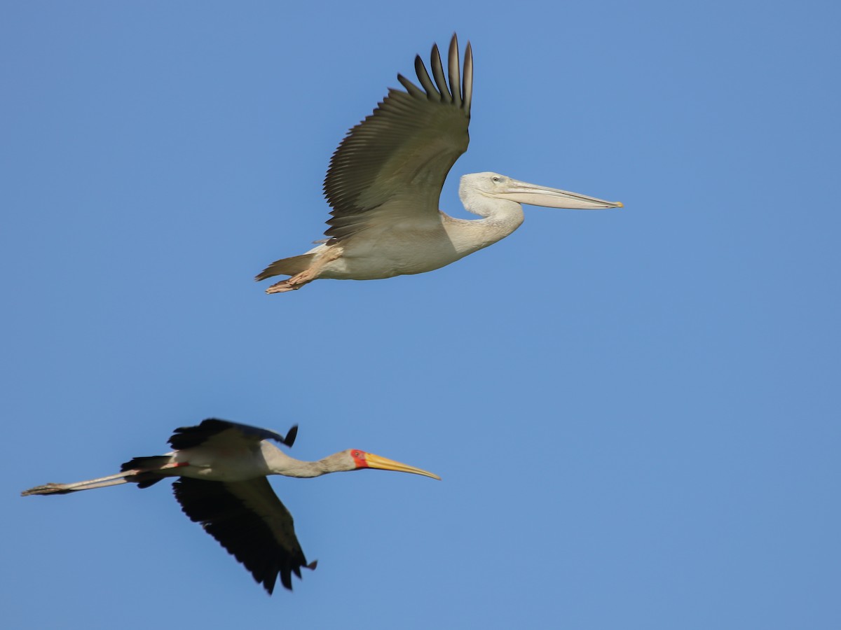 Pink-backed Pelican - ML644793769