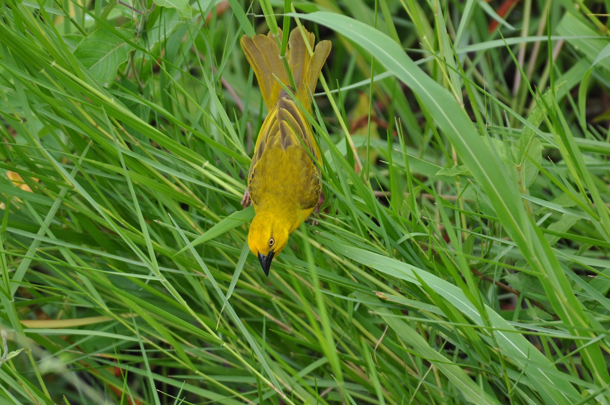 Holub's Golden-Weaver - ML644793772