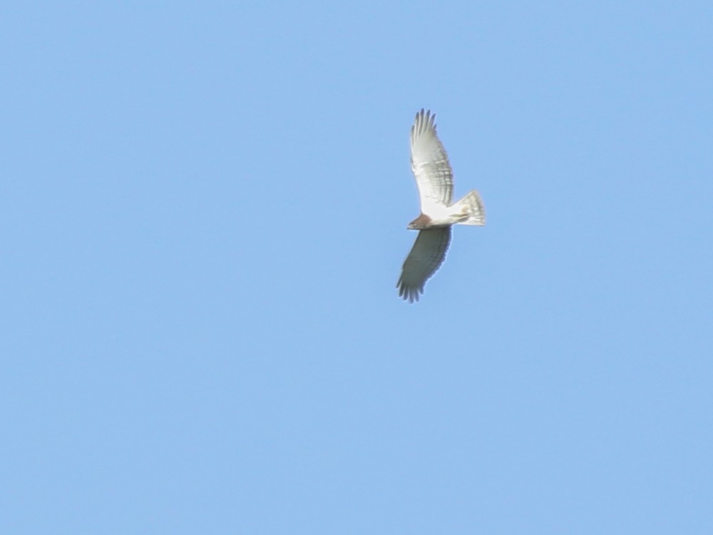 Beaudouin's Snake-Eagle - ML644793774