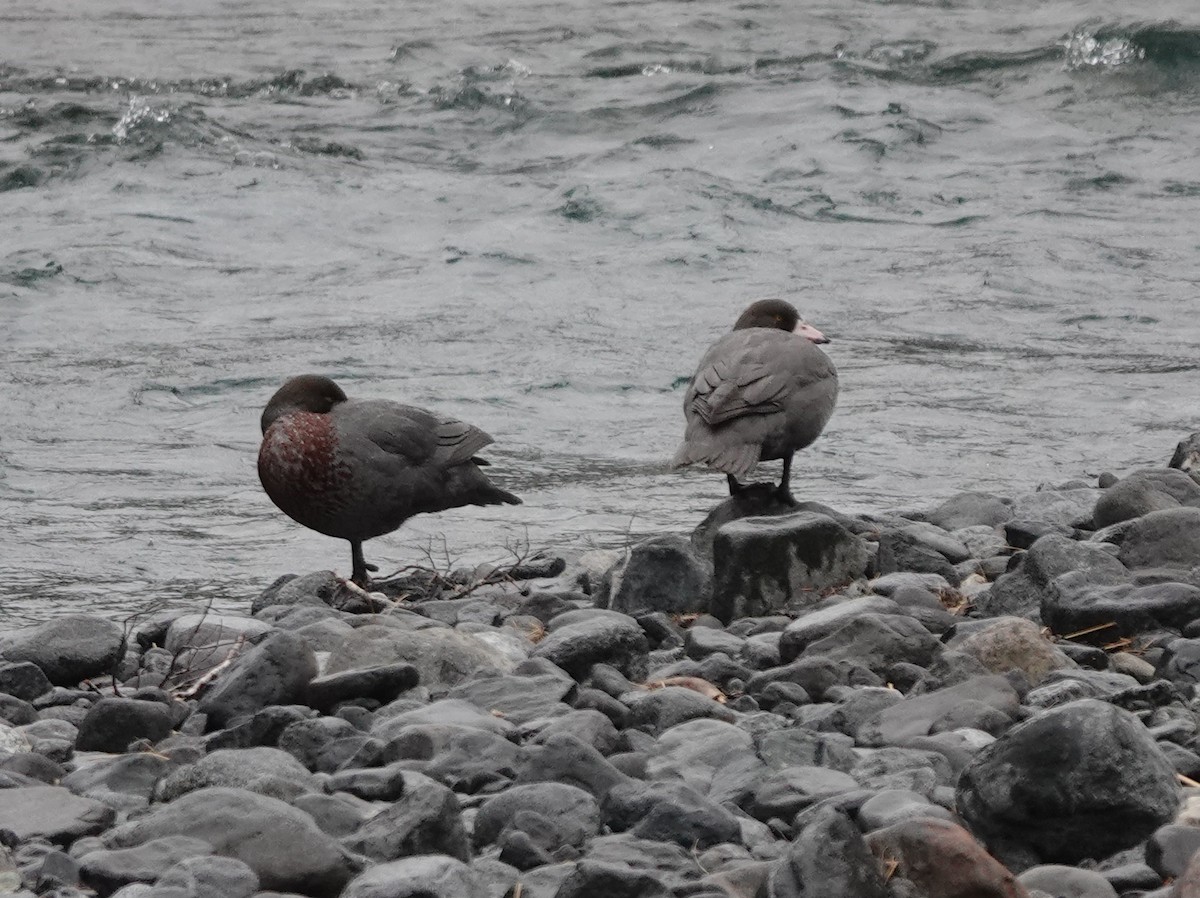 Canard bleu - ML644793776