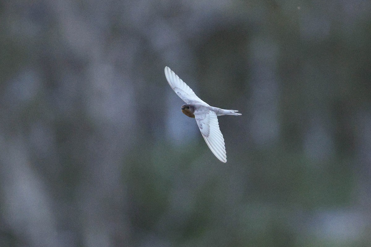 Welcome Swallow - ML644793777