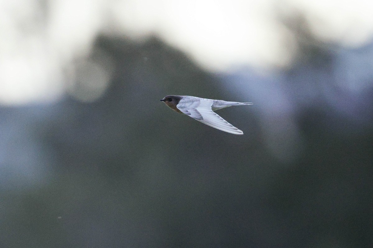 Welcome Swallow - ML644793778