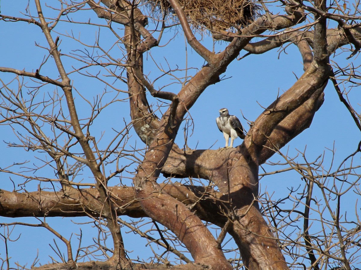 Martial Eagle - ML644793788