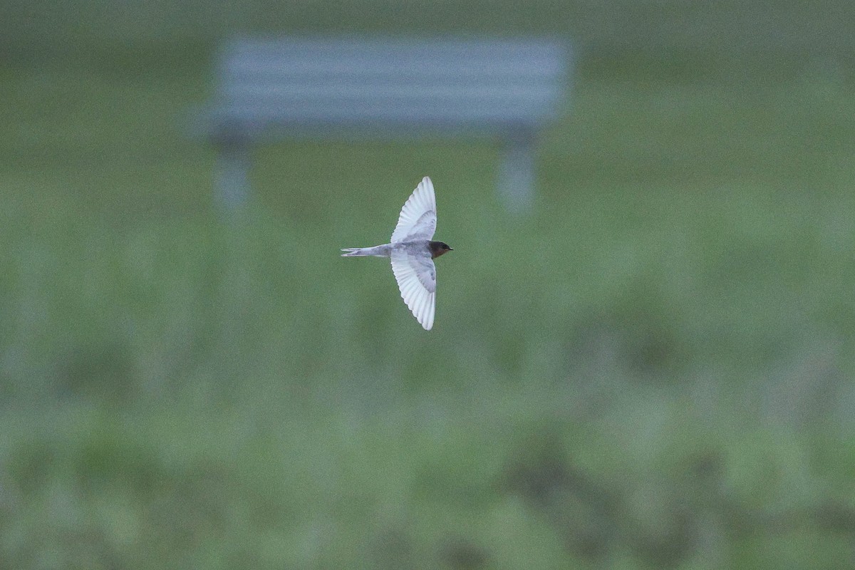 Welcome Swallow - ML644793789