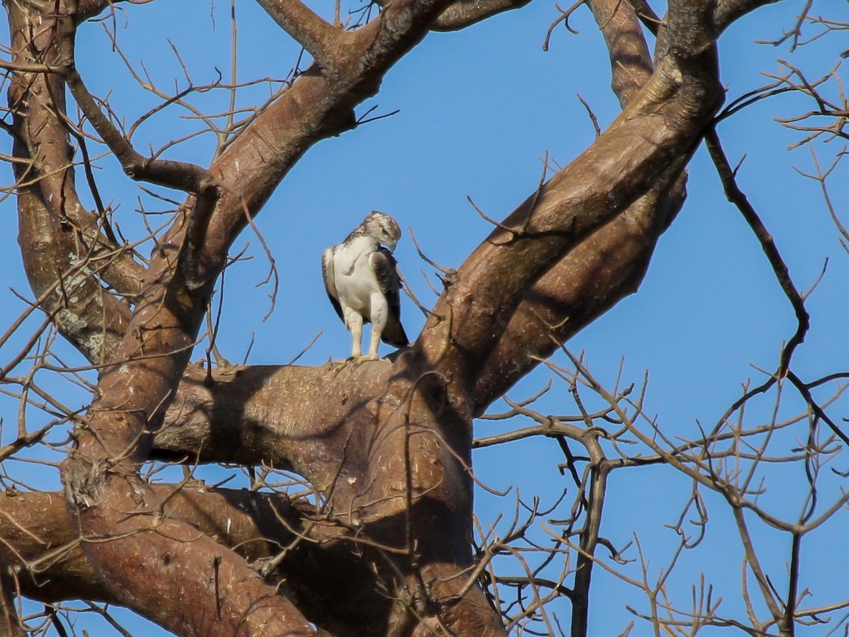 Martial Eagle - ML644793790