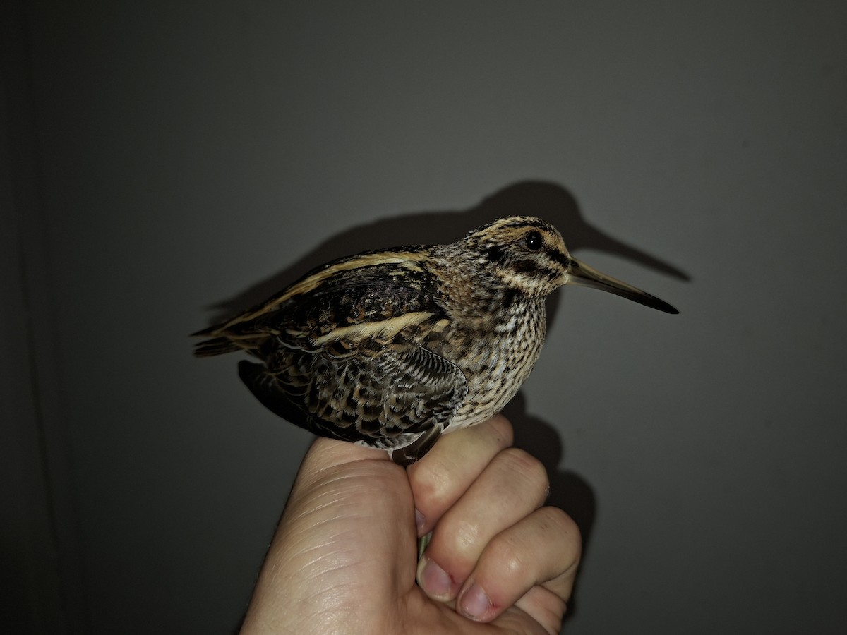 小鷸 - ML644793792