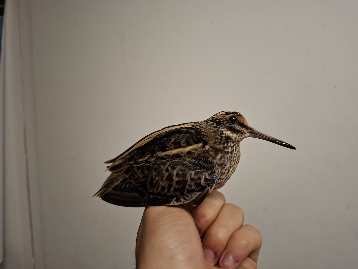 小鷸 - ML644793793