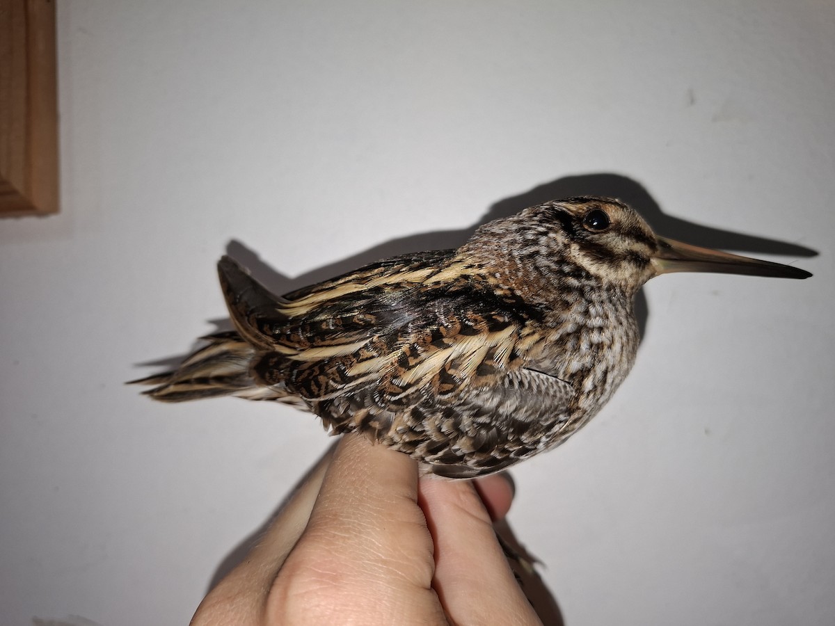 小鷸 - ML644793794