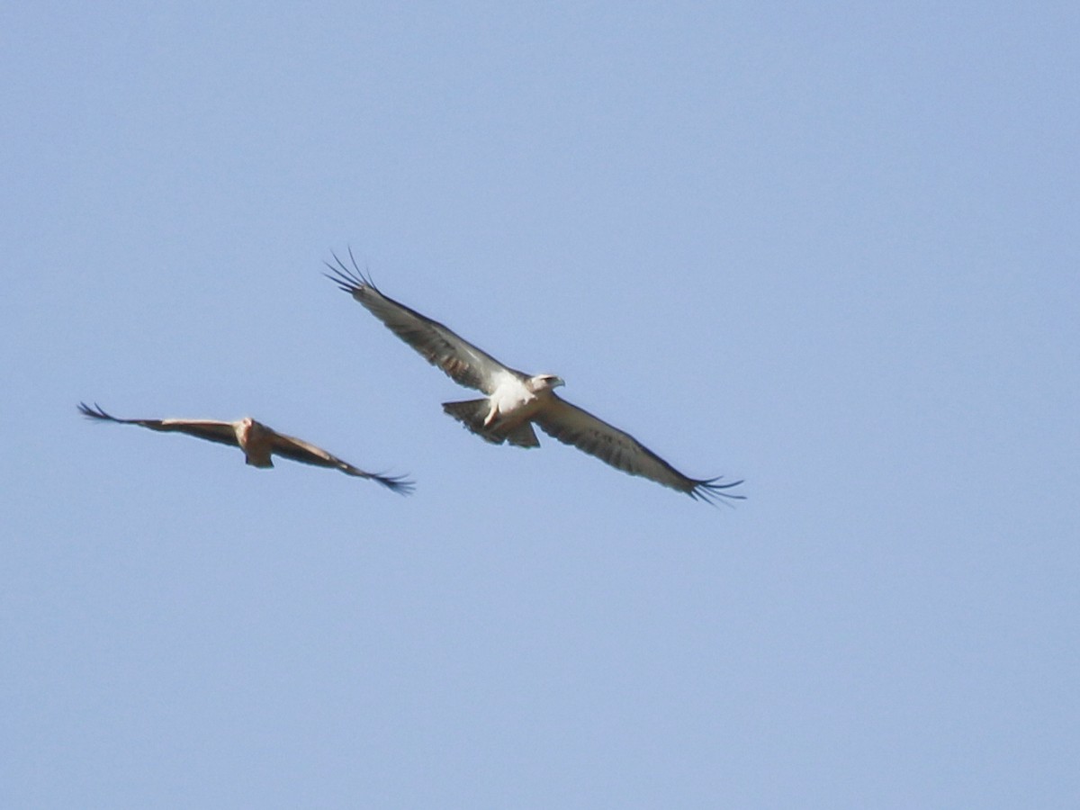 Martial Eagle - ML644793795