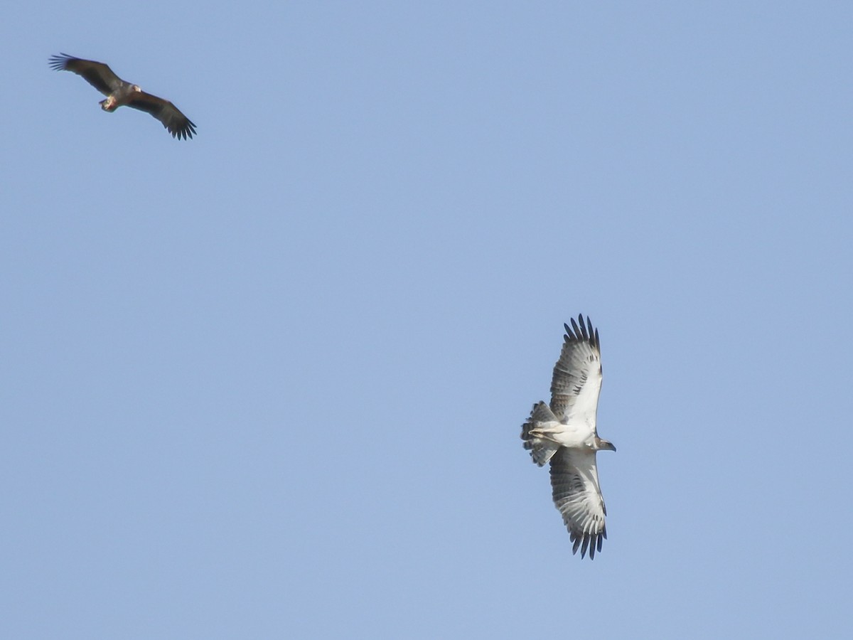 Martial Eagle - ML644793796