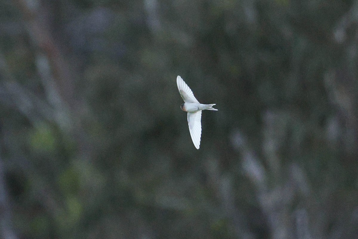 Welcome Swallow - ML644793797