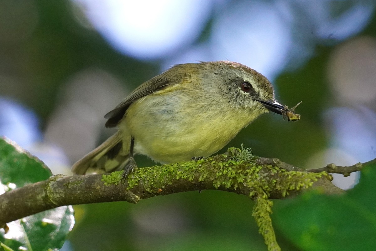 チャイロセンニョムシクイ - ML644793809