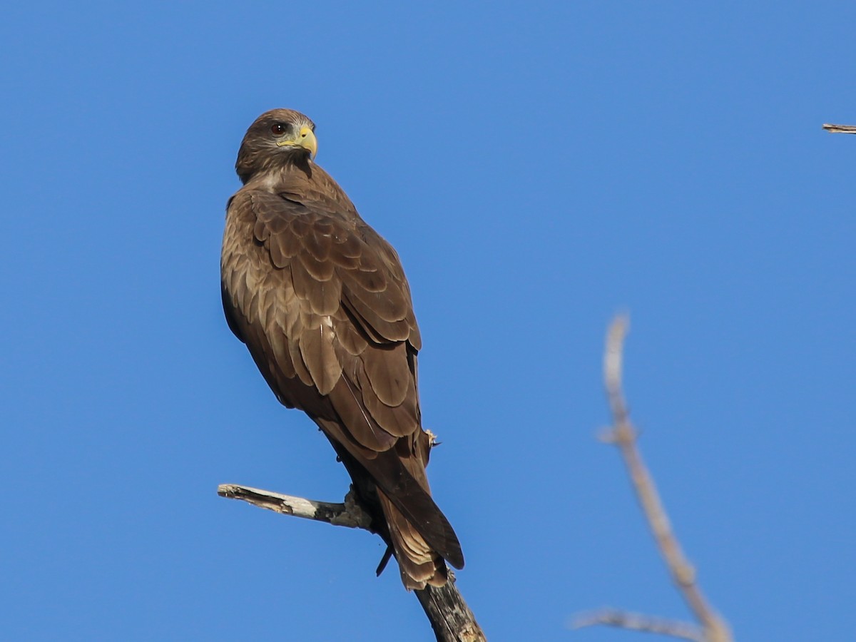 Black Kite (Yellow-billed) - ML644793824