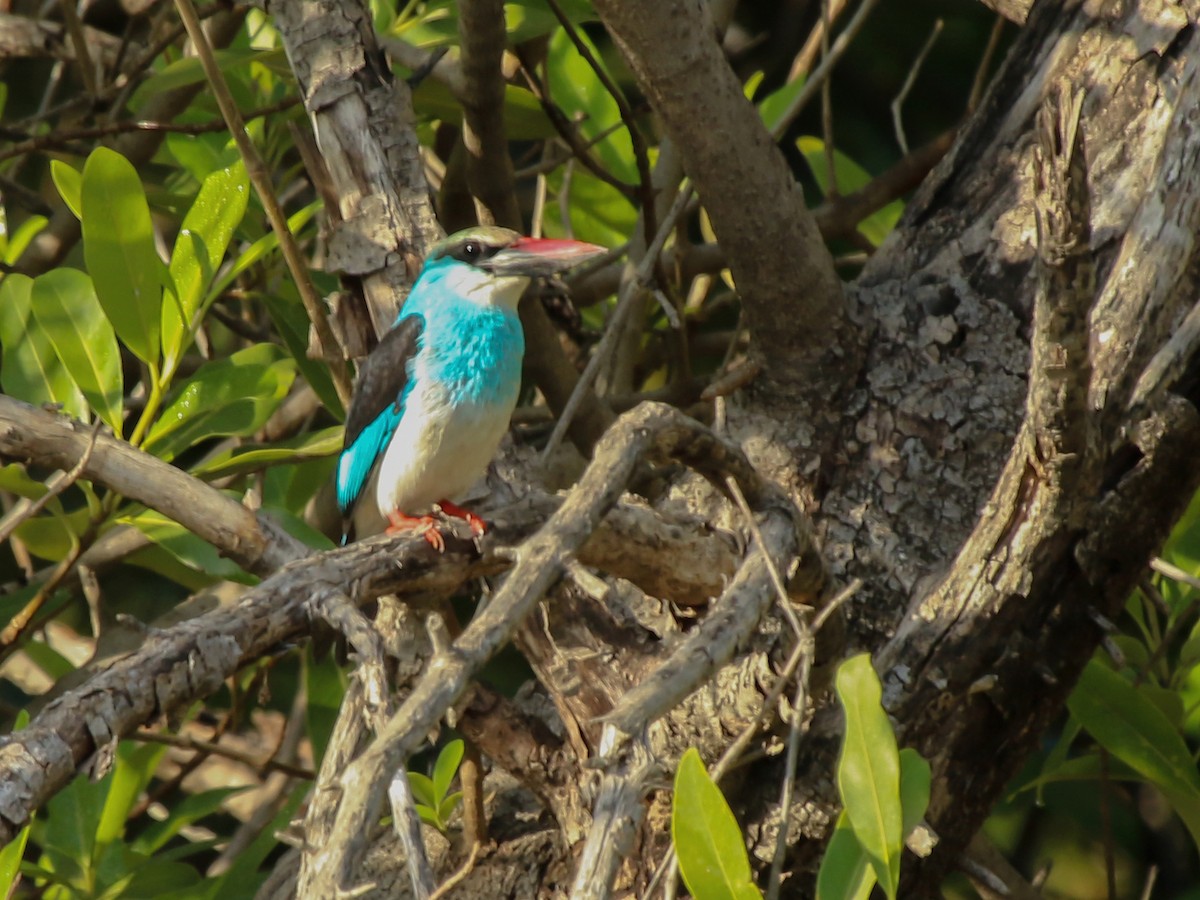 Blue-breasted Kingfisher - ML644793827