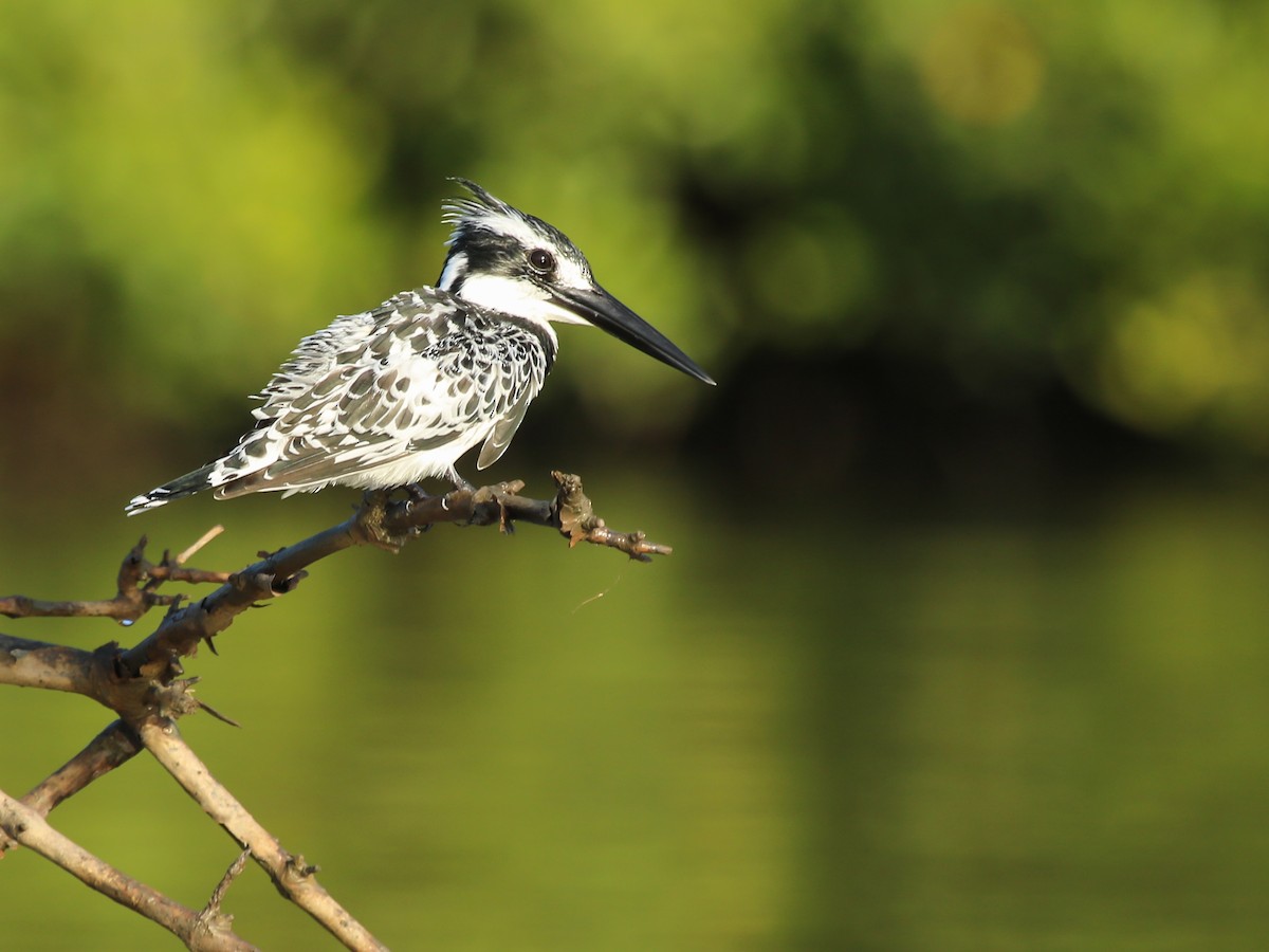 Pied Kingfisher - ML644793828