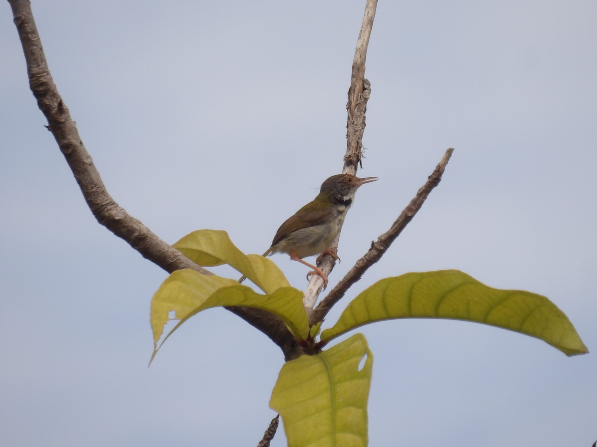 Common Tailorbird - ML644793836