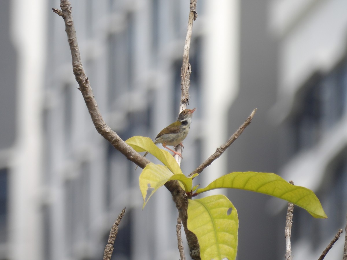 Common Tailorbird - ML644793837