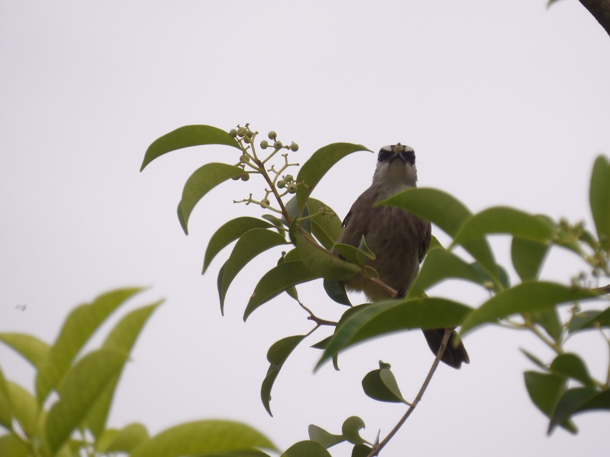Yellow-vented Bulbul - ML644793838