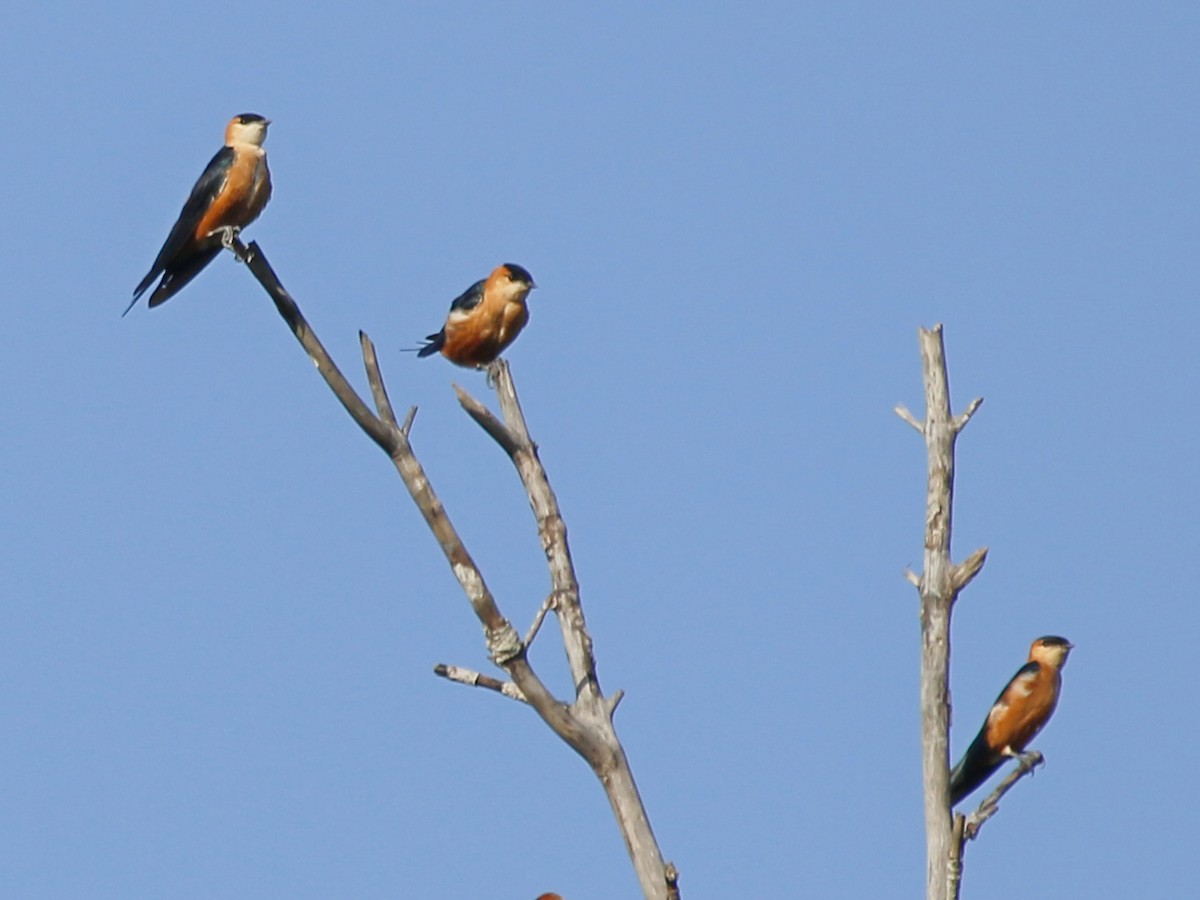 Mosque Swallow - ML644793840