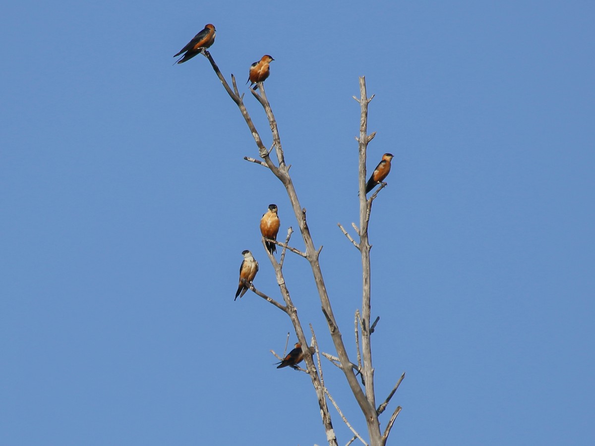 Mosque Swallow - ML644793841