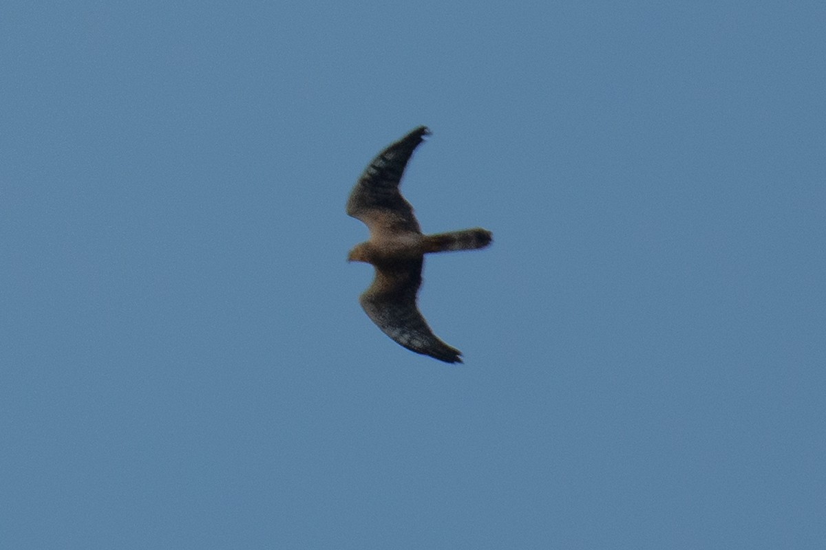 Лунь sp. - ML644793846