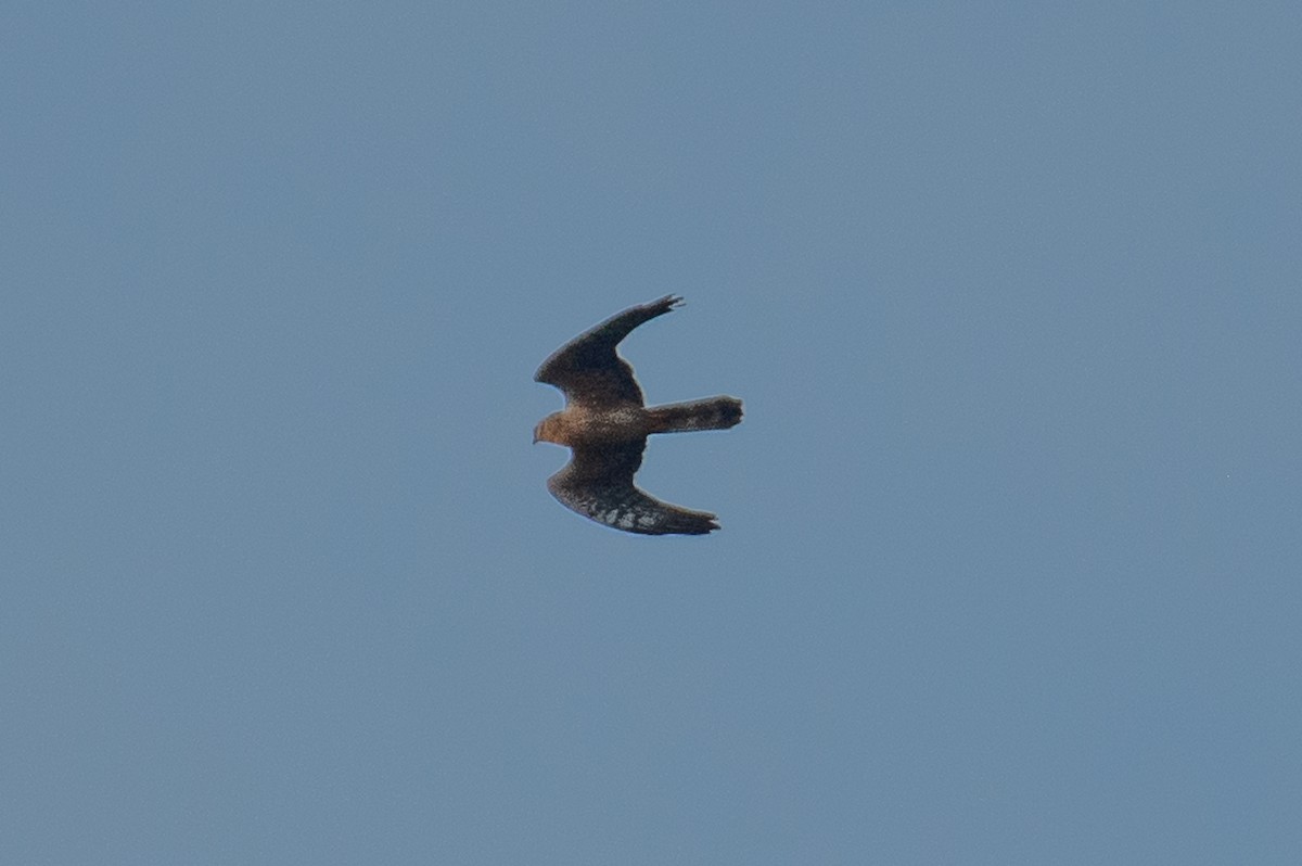 Лунь sp. - ML644793847