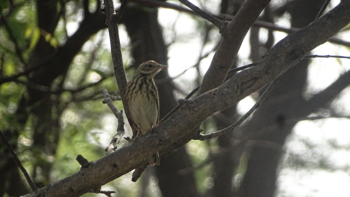 Щеврик лісовий - ML644793850