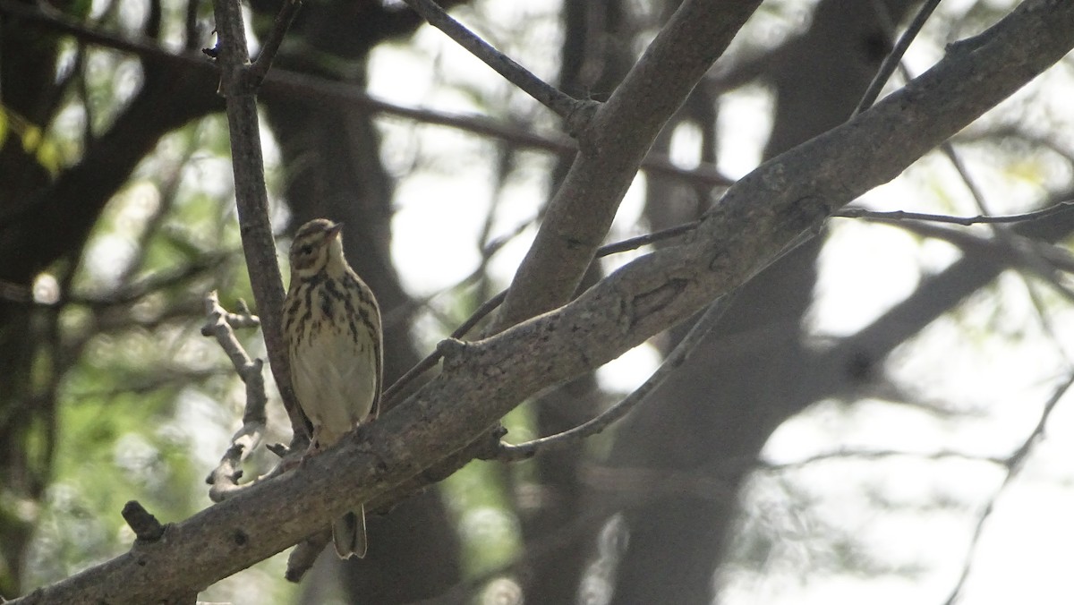 Щеврик лісовий - ML644793851