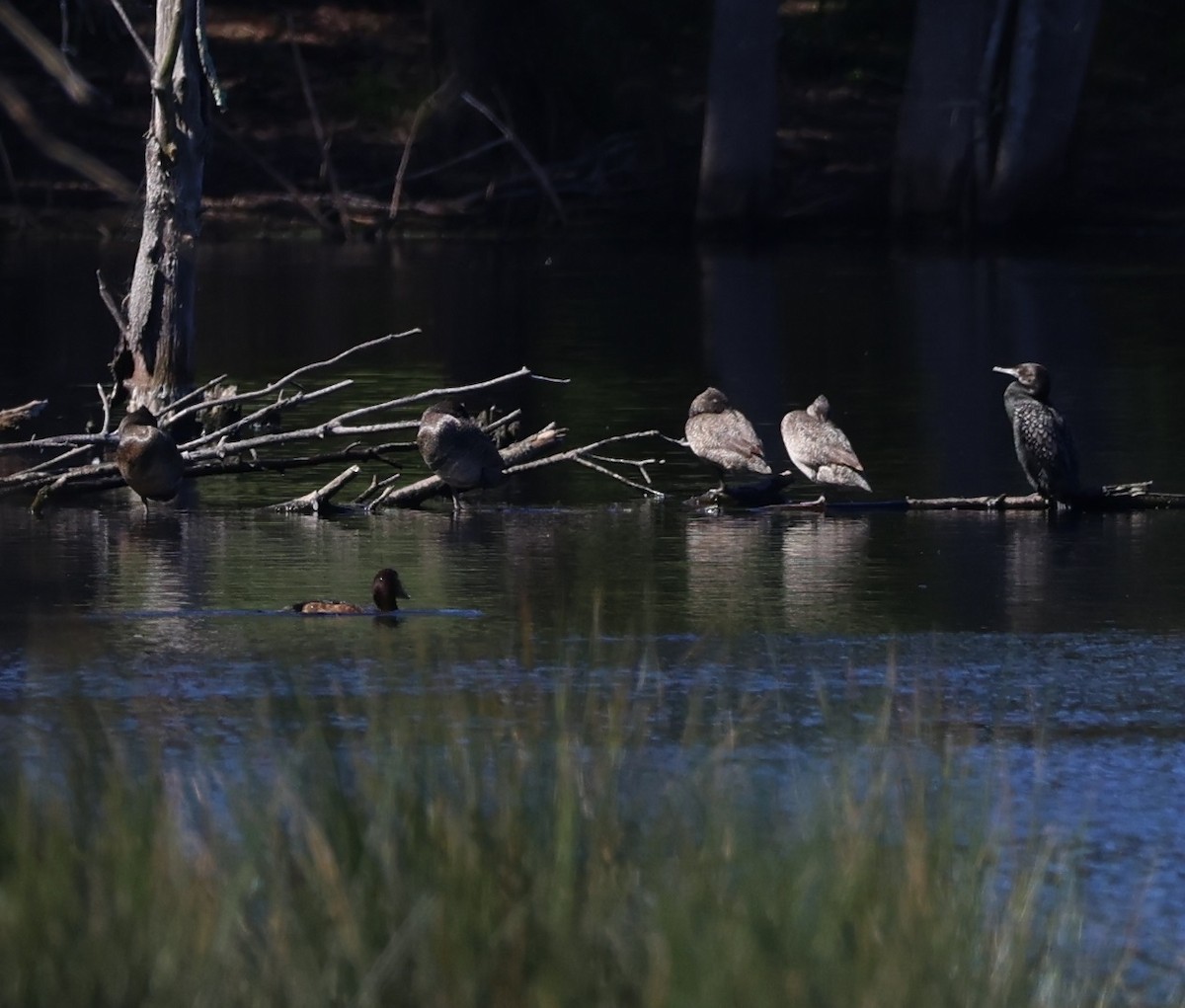 Пато - ML644793854