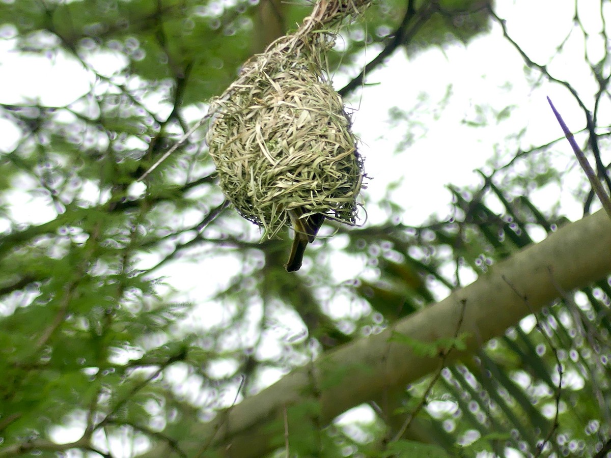 Ткачик золотий - ML644793855