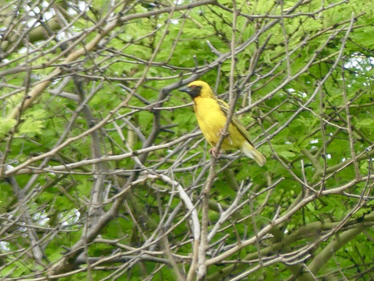 Ткачик золотий - ML644793856